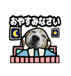 ビーグル犬(日常会話)（個別スタンプ：8）