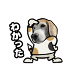 ビーグル犬(日常会話)（個別スタンプ：10）