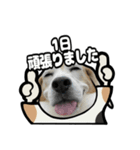 ビーグル犬(日常会話)（個別スタンプ：15）