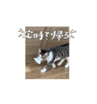 うごくねこのひなた（個別スタンプ：12）