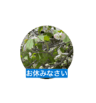 風にそよぐ花に、挨拶言葉に添えて届けよう（個別スタンプ：2）