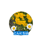 風にそよぐ花に、挨拶言葉に添えて届けよう（個別スタンプ：3）