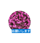 風にそよぐ花に、挨拶言葉に添えて届けよう（個別スタンプ：5）