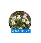 風にそよぐ花に、挨拶言葉に添えて届けよう（個別スタンプ：6）