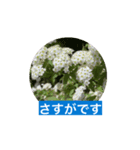 風にそよぐ花に、挨拶言葉に添えて届けよう（個別スタンプ：10）