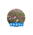 風にそよぐ花に、挨拶言葉に添えて届けよう（個別スタンプ：13）