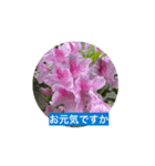 風にそよぐ花に、挨拶言葉に添えて届けよう（個別スタンプ：15）