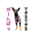 蘭丸先輩9（個別スタンプ：12）