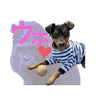 蘭丸先輩9（個別スタンプ：13）