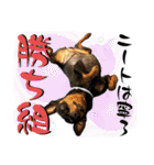 蘭丸先輩9（個別スタンプ：26）