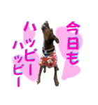 蘭丸先輩9（個別スタンプ：27）