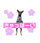 蘭丸先輩9（個別スタンプ：36）