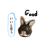 げんまいこだわりLINEスタンプ！（個別スタンプ：1）