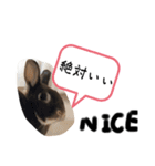 げんまいこだわりLINEスタンプ！（個別スタンプ：3）