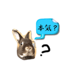 げんまいこだわりLINEスタンプ！（個別スタンプ：4）