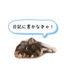 げんまいこだわりLINEスタンプ！（個別スタンプ：8）