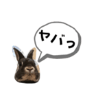 げんまいこだわりLINEスタンプ！（個別スタンプ：11）