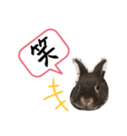 げんまいこだわりLINEスタンプ！（個別スタンプ：12）