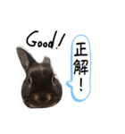 げんまいこだわりLINEスタンプ！（個別スタンプ：13）