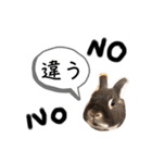 げんまいこだわりLINEスタンプ！（個別スタンプ：16）