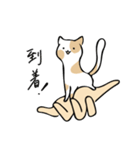 handcat 手と猫の戯れ（個別スタンプ：28）