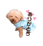トイプードルのくるんちゃん（個別スタンプ：2）