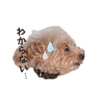 トイプードルのくるんちゃん（個別スタンプ：4）