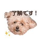 トイプードルのくるんちゃん（個別スタンプ：6）