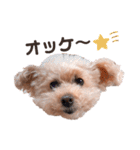 トイプードルのくるんちゃん（個別スタンプ：7）