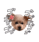 トイプードルのくるんちゃん（個別スタンプ：8）