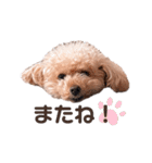 トイプードルのくるんちゃん（個別スタンプ：15）