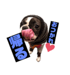 看板犬ぺろの1日（個別スタンプ：3）