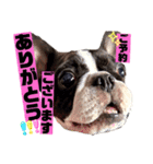 看板犬ぺろの1日（個別スタンプ：5）