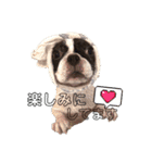 看板犬ぺろの1日（個別スタンプ：9）