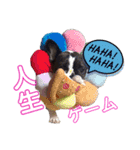 看板犬ぺろの1日（個別スタンプ：10）