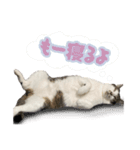 リア猫スタンプ@みおとまめ（個別スタンプ：10）