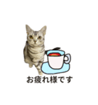 アメショ猫 いろいろなご挨拶（個別スタンプ：1）