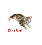アメショ猫 いろいろなご挨拶（個別スタンプ：4）