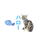 アメショ猫 いろいろなご挨拶（個別スタンプ：7）