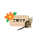 アメショ猫 いろいろなご挨拶（個別スタンプ：10）
