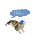 アメショ猫 いろいろなご挨拶（個別スタンプ：14）