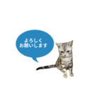 アメショ猫 いろいろなご挨拶（個別スタンプ：16）