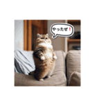 Hideyoshi the cat（個別スタンプ：7）