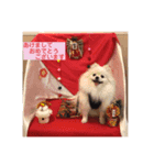 白ポメみみちゃんのスタンプ（個別スタンプ：1）