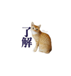ベンガルのテン①（個別スタンプ：1）