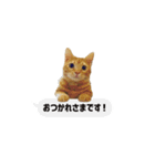 ベンガルのテン①（個別スタンプ：2）