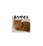 ベンガルのテン①（個別スタンプ：3）