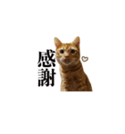 ベンガルのテン①（個別スタンプ：7）