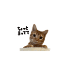 ベンガルのテン①（個別スタンプ：8）