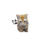 ベンガルのテン①（個別スタンプ：11）